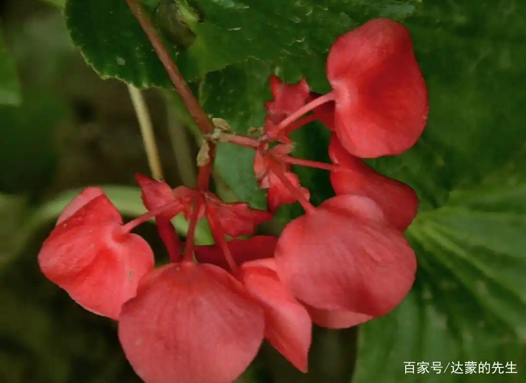 相思断肠红是什么花?