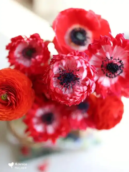 荷兰重瓣银莲花