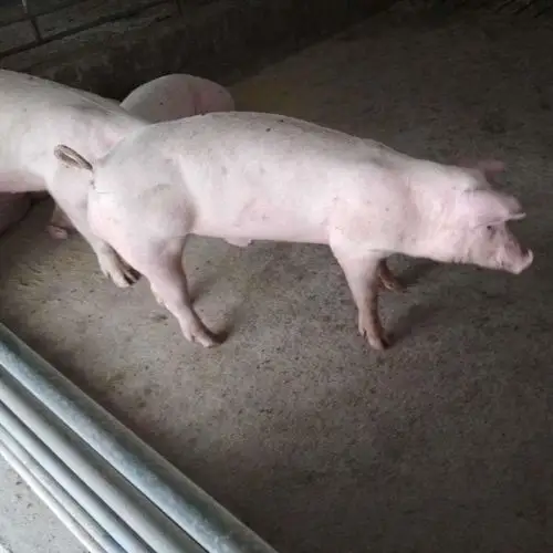 一元硬币投币器图片_一元硬币投币器大全/细节图