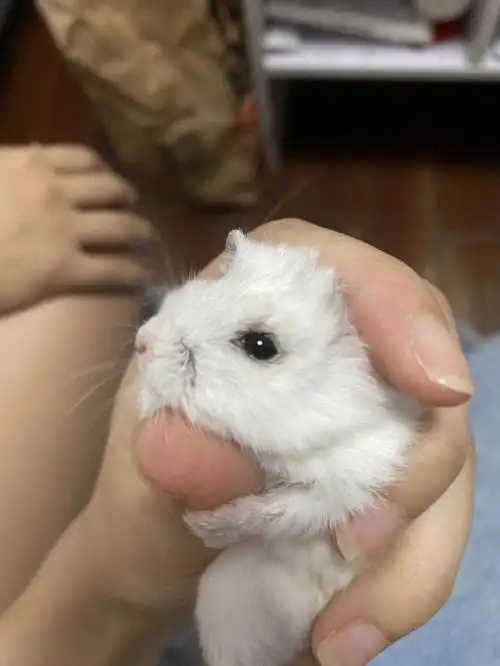 仓鼠日常   最近崽崽眼睛好像有点问题大概情况:崽崽一只眼睛总是