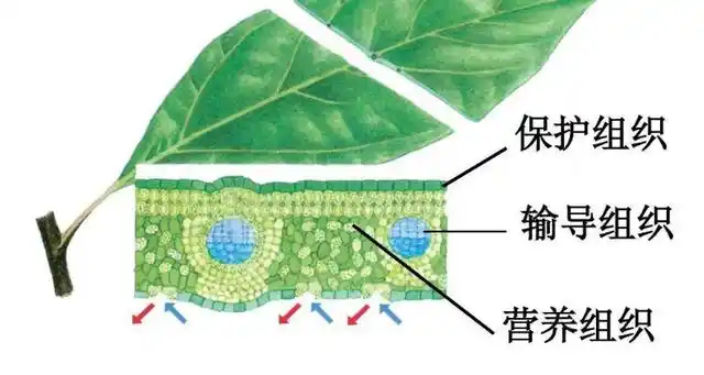 保护组织分布在植物体的哪些部位