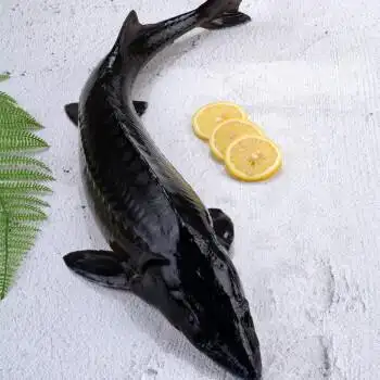 【打氧发货】鲜拔头筹  鲜活鲟鱼 软骨鱼 生鲜鱼类 鲟鱼 3斤/条