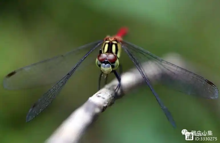 常见昆虫识别歌诀:蜻蜓