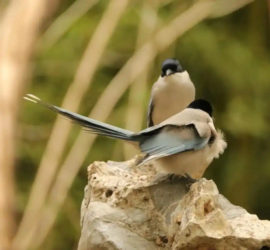 灰喜鹊,腊月二十三,小年.就把病毒删了吧#鸟类摄影 #抓拍精 - 抖音