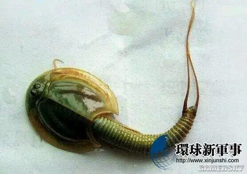 这种水中的虫子叫什么啊? - 微思作业本