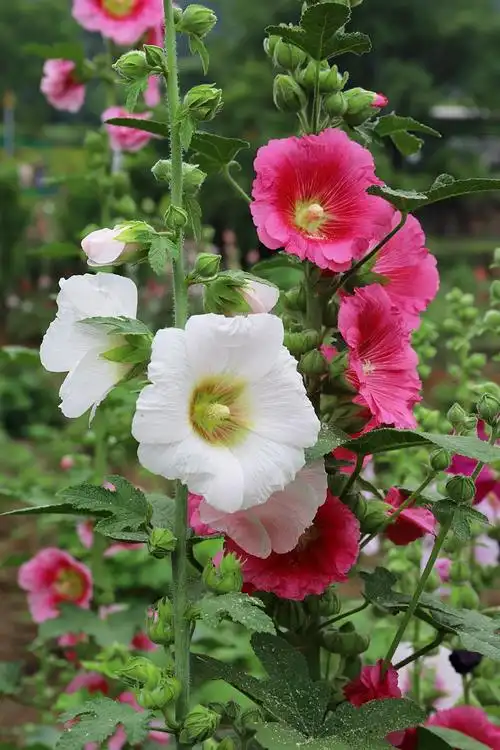 蜀葵天府之国四川贡献给世界最美的礼物