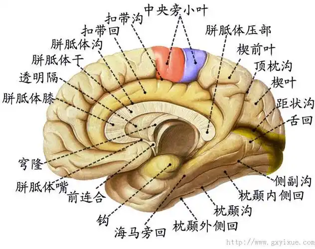 ④扣带回,海马旁回,钩等脑回,位于大脑半球和间脑交界处的边缘,故合称