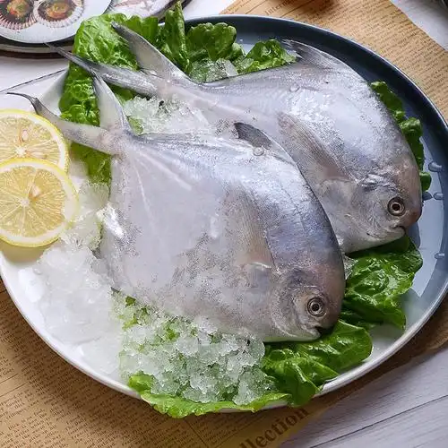 冷冻蓝雪水产东海鲳鱼480g海鲜平鱼鲜活速冻鲳鱼