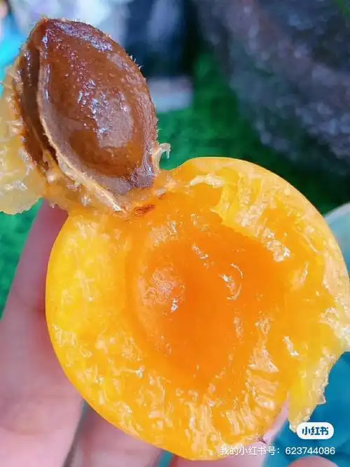 老妖家的珍珠油杏今天开始采摘了