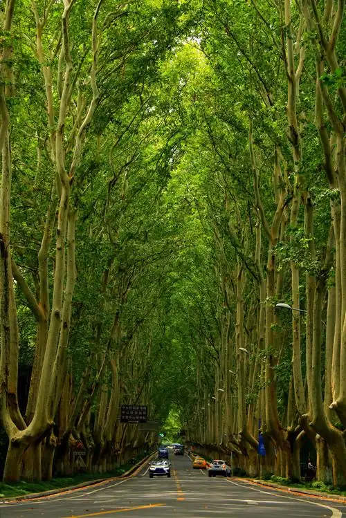 南京中山陵的梧桐树大道