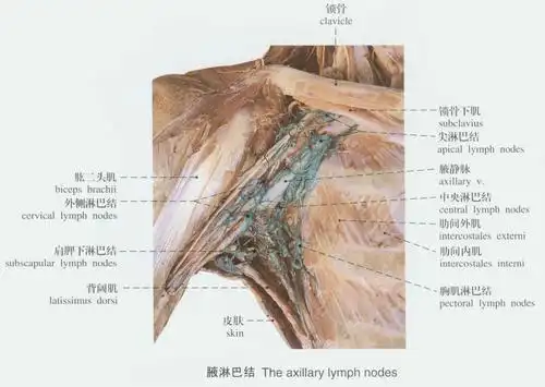 淋巴位置图腋下淋巴位置介绍