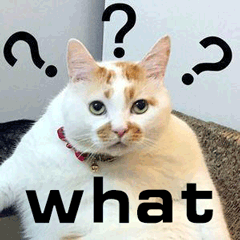 猫gif喵星人gifwhatgif蒙圈gif