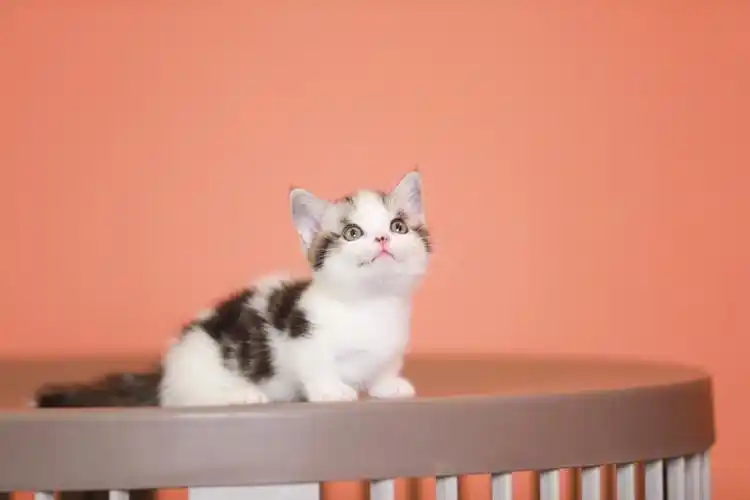 矮脚美短起司弟弟