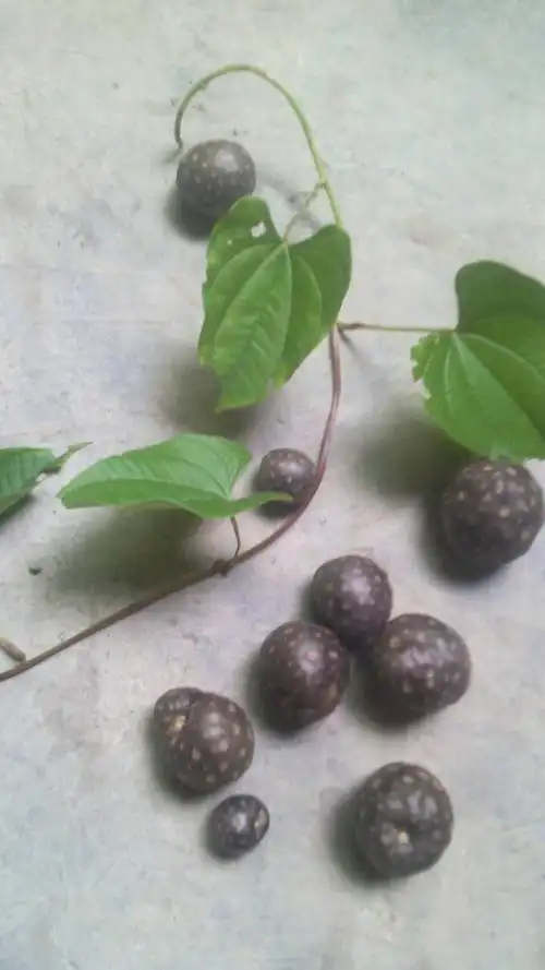 请问这个是什么?是否是中药