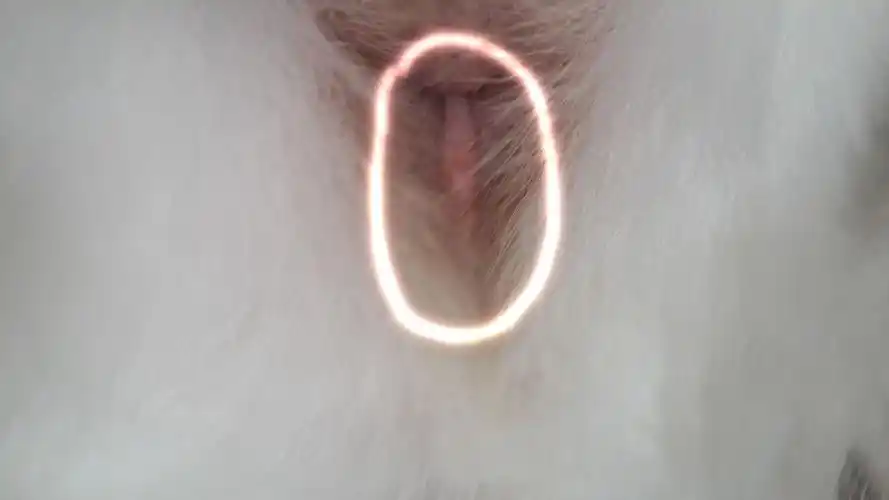 狗狗肛门有些红肿