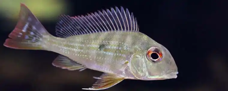 关刀鱼的养法关刀鱼有什么特点