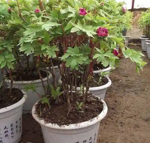 有蔽阴处生长良好,牡丹是肉质根怕水涝,要选择地势高燥,土质肥沃疏松