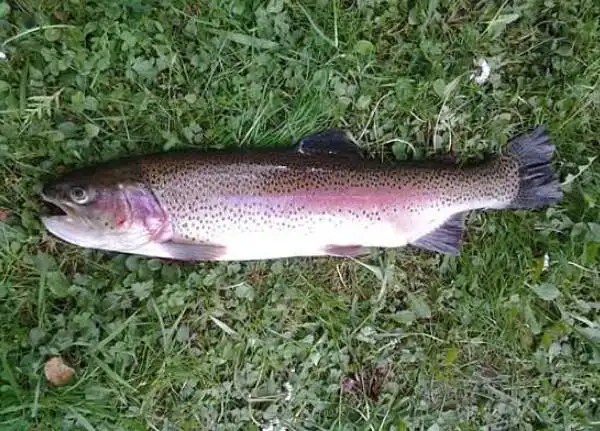 秦岭深山吕氏虹鳟鱼