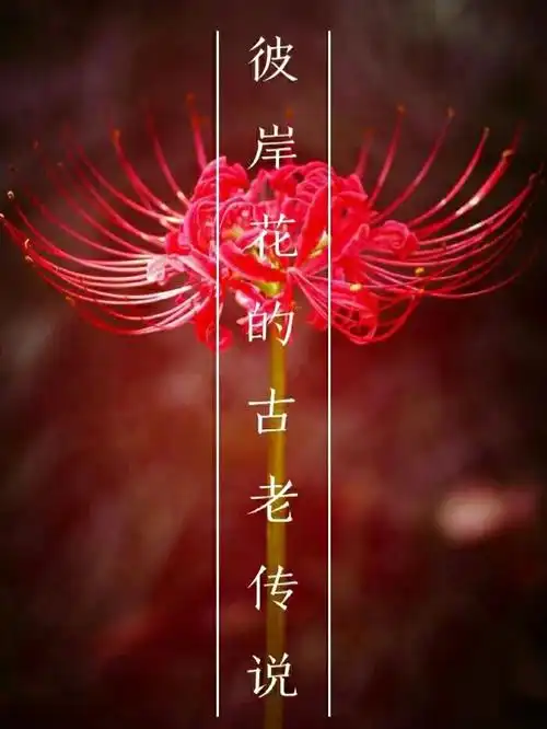 彼岸花的传说
