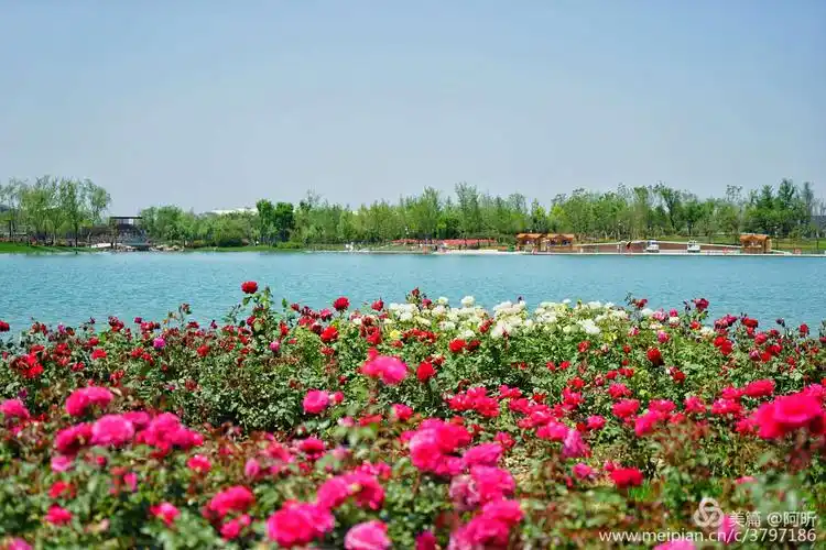 南阳世界月季大观园掠影