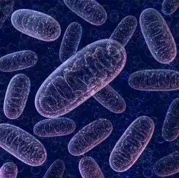 系列研究回顾-神奇的线粒体对机体健康的重要性