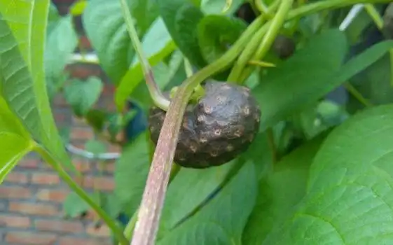 黄独零余子的用法