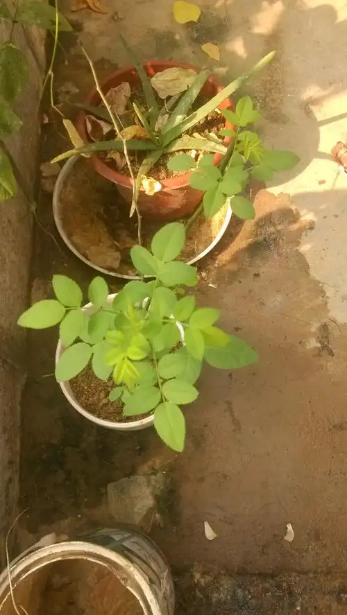 感觉叶子不对劲啊,这是真的蔷薇吗感觉会开小白花?