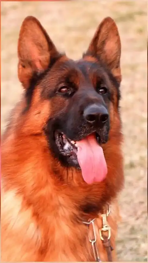 720_1280竖版 竖屏