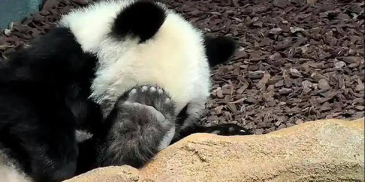 熊猫圆梦伸出萌萌的脚掌,轻轻松松就能撩拨粉丝的心