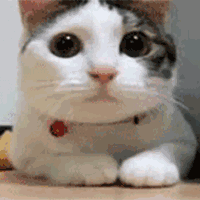 爆笑动态图:1000张聊天必备微信gif表(第739期)