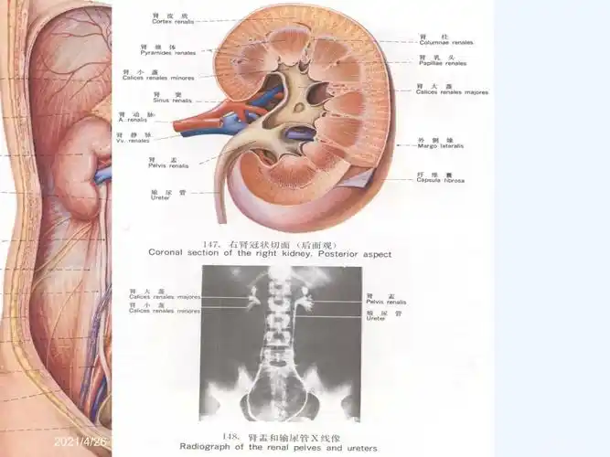 肾输尿管医学课件