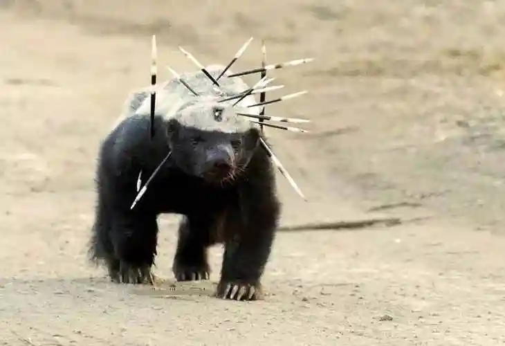 平头哥是什么动物人徒手能打过蜜獾吗