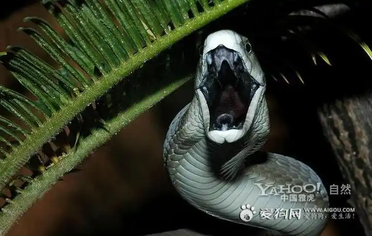 p>曼巴蛇属, a href="#" data-lemmaid="5594120">眼镜蛇科 /a>的一