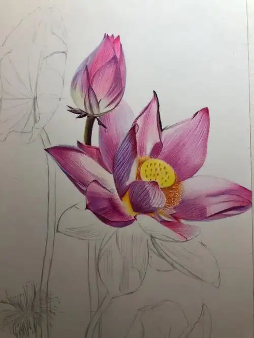 0基础学彩铅第一次画荷花二更