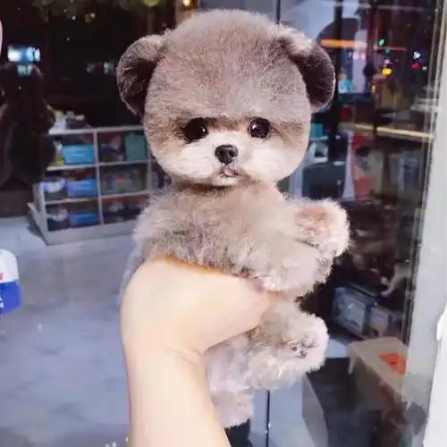 茶杯体纯种飞耳灰色泰迪幼犬宠物狗活体茶杯狗袖珍犬幼崽小型犬