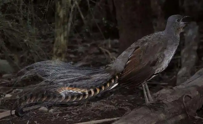 世界上最恐怖的鸟尾巴上长出两条蛇如今面临濒危