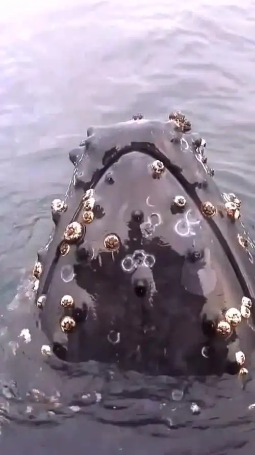 没想到不起眼的藤壶居然能带给座头鲸这么大的痛苦浑身都是被寄生的