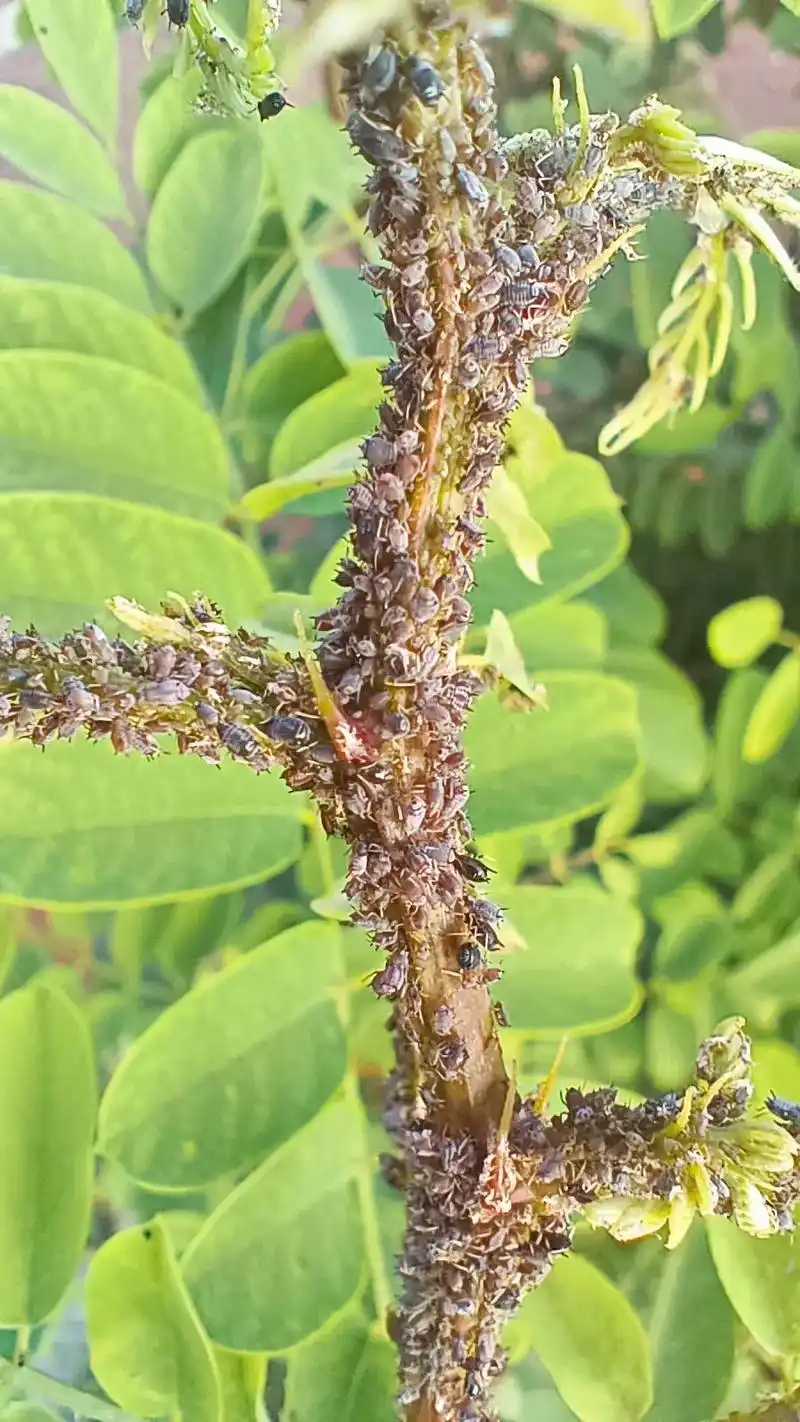 蚜虫.蚜虫是植物体上寄生的一种昆虫,是半翅目蚜总科的统称,包