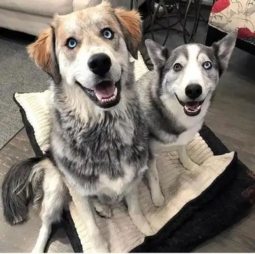 二哈和金毛的混血小时候超帅气可长大后