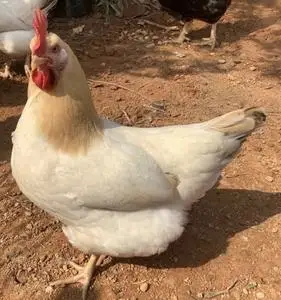 散养纯种广西岑溪古典鸡,岑溪古典鸡,岑溪古典三黄鸡,岑溪古典