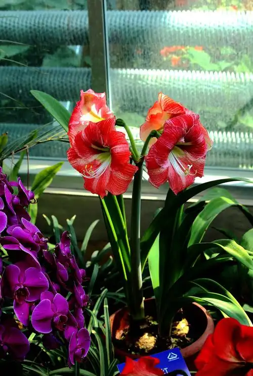 温室里拍朱顶红