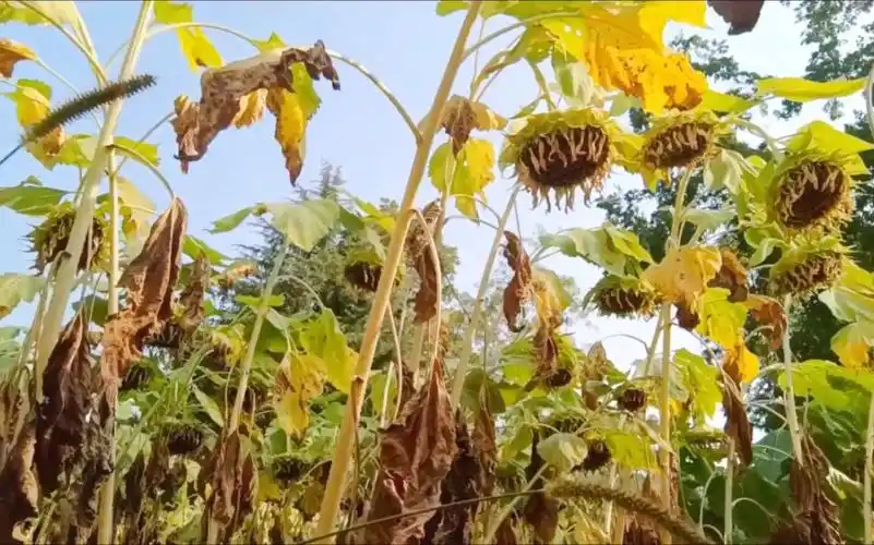 向日葵枯萎后,都到哪去了呢?