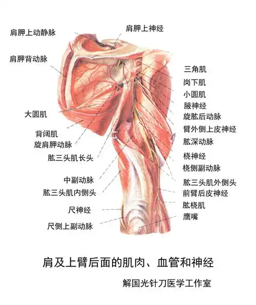 参与肩关节运动的肌肉主要为肩部肌肉,而且肩关节运动需在上臂肌肉