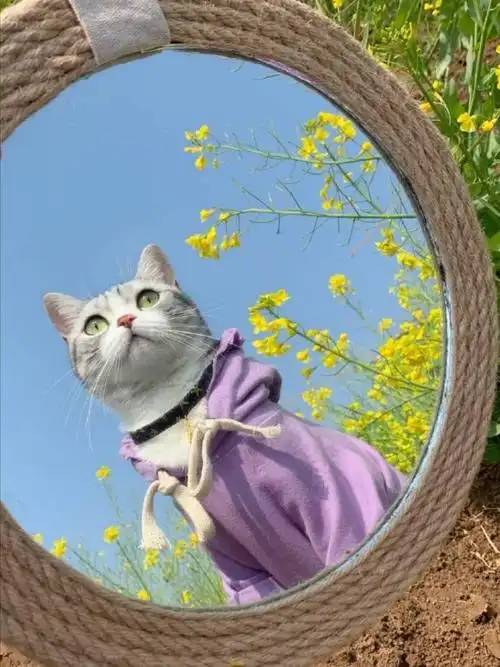 网红猫咪王泡芙