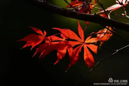 龙潭枫叶红似火