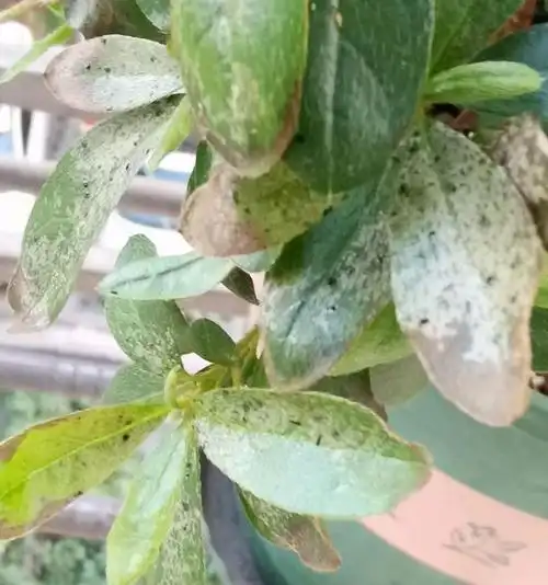 军配虫危害杜鹃花的症状是什么样子,杜鹃花经常黄叶枯叶怎么办?