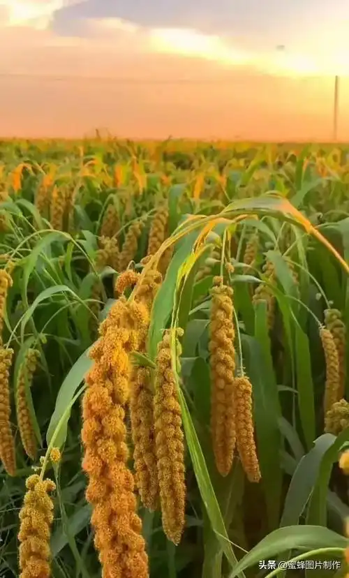 头条问答 - 秋天到了,你有最美丰收美景的照片吗?(12个回答)