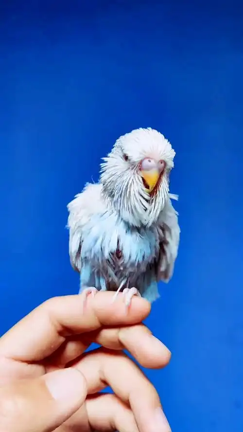 欧血大头虎皮鹦鹉蓝色珍珠系列期待秋天的样子