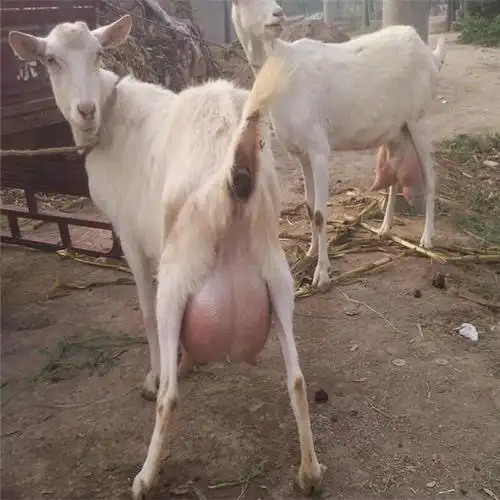 大量供应怀孕母羊 萨能奶山羊产奶量鸿泽牧业