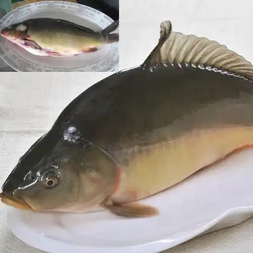 lism黑龙江正宗东北特产三道鳞鱼无鳞鱼鲤鱼新鲜整条鲜活速冻淡水鱼 2